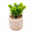 Cachepot de Cerâmica com Suculenta Palha 10cm x 10cm X 19cm - Wolff