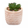 Cachepot de Cerâmica com Suculenta Trançado 7,5cm x 7,5cm X 9,5cm - Wolff